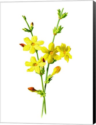 Framed Winter Jasmine Flower Print