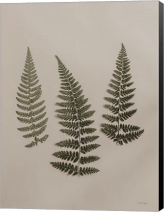 Framed Light Fern Study II Print