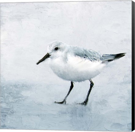 Framed Sandpiper 2 Print