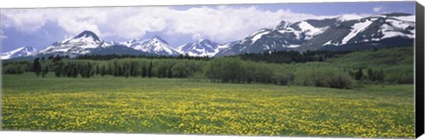 Framed Wildflowers in a field with mountains, Montana Print