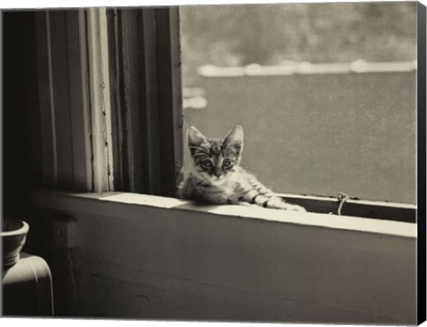 Framed Kitty in the Window Print