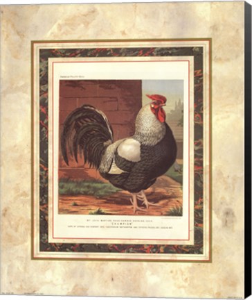 Framed Rose-Combed Dorking Cock Print