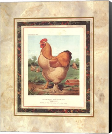 Framed Buff. Cochin Cock Print