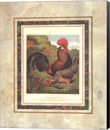 Framed Brown Leg Horn Print