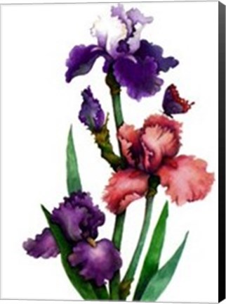 Framed Irises of Spring II Print