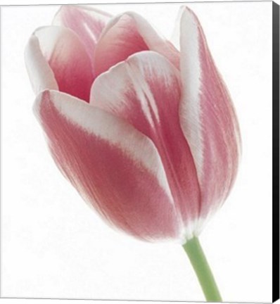 Framed Tulip in Bloom Print