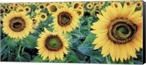 Framed Sunflowers Print