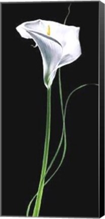 Framed Calla Lily Print