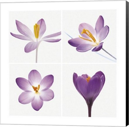 Framed Four Crocuses Print