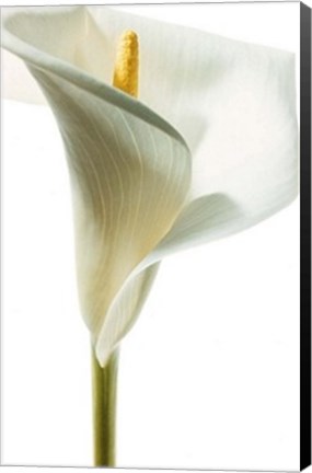 Framed Lily in Bloom I Print