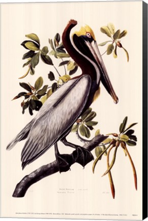 Framed Brown Pelican Print