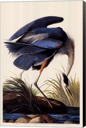 Framed Great Blue Heron Print