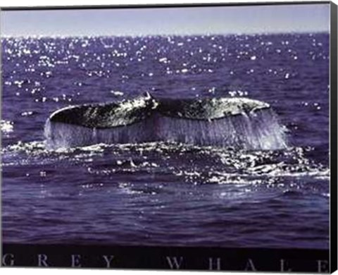 Framed Whale Tale Print