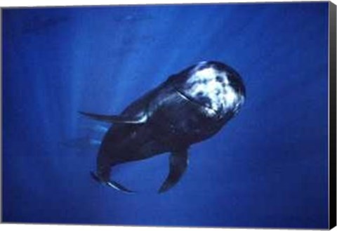 Framed Pilot Whale Print