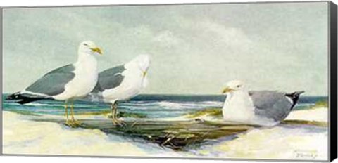 Framed Resting Gulls Print