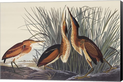 Framed Least Bittern Print