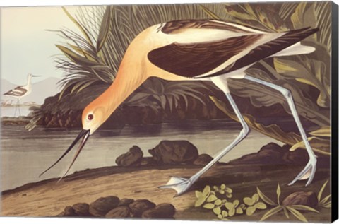 Framed American Avocet Print