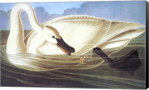 Framed Trumpeter Swan Print