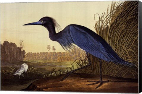 Framed Blue Crane Or Heron Print