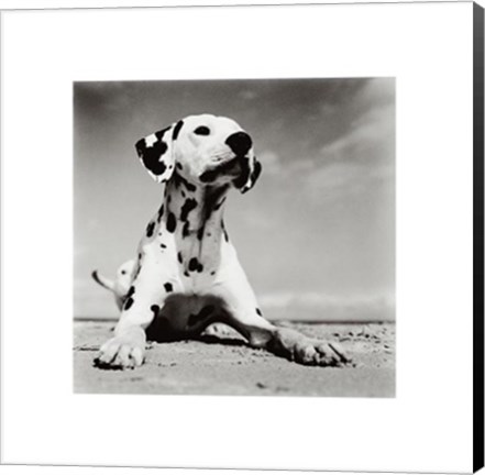 Framed Dalmation Puppy Print