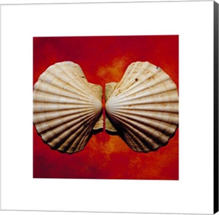 Framed Sea Shells Print