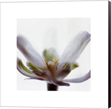 Framed White Flower Print