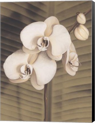 Framed Orchid with Palm II Print