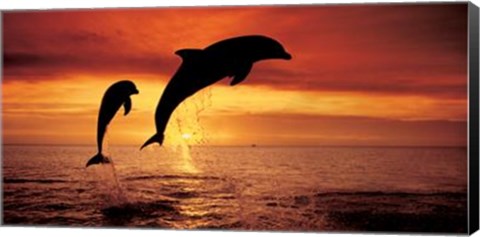 Framed Bottlenose Dolphins, The Caribbean Print