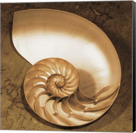 Framed Chambered Nautilus Print