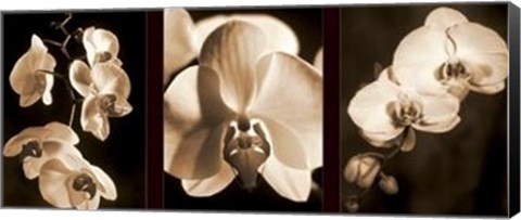 Framed Orchid Trio Print