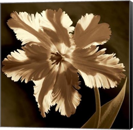 Framed Parrot Tulip I Print