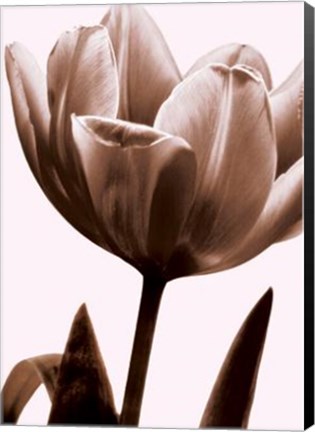 Framed Tulip In Sepia I Print