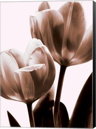 Framed Tulip In Sepia II Print