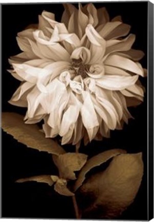 Framed Dahlia I Print