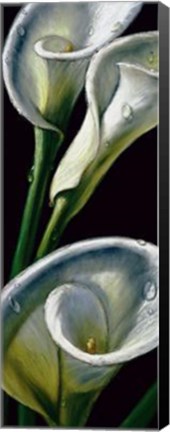 Framed Dewdrop Callas Print