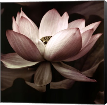 Framed Lotus I Print