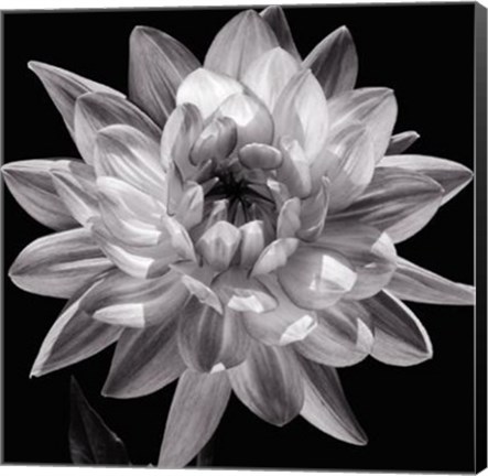 Framed White Dahlia I Print