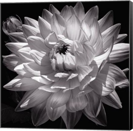 Framed White Dahlia II Print