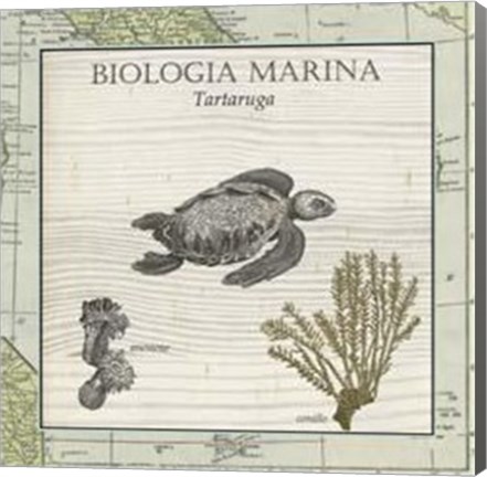 Framed Biologia Marina IV Print