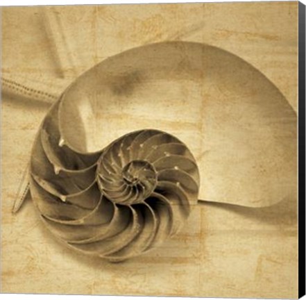 Framed Chambered Nautilus Print