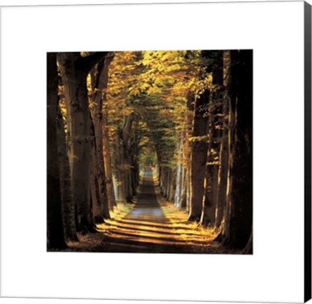 Framed Tree Lined Avenue Print