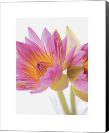 Framed Lotus Blossoms Print