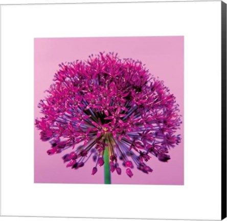 Framed Pink Allium Print