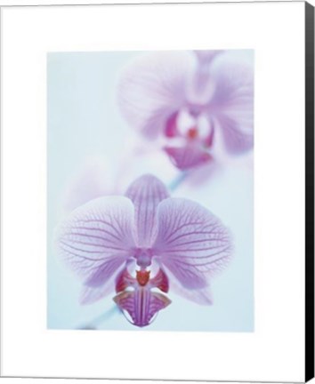 Framed Two Orchids Print