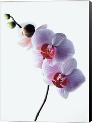 Framed Orchid Print