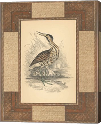 Framed Marshland Bittern Print