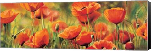 Framed Symphonie De Coquelicots Print