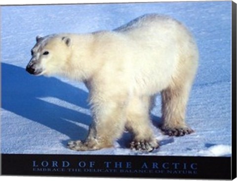 Framed Lord Of The Arctic Print