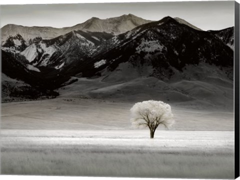 Framed Solitary Tree Print