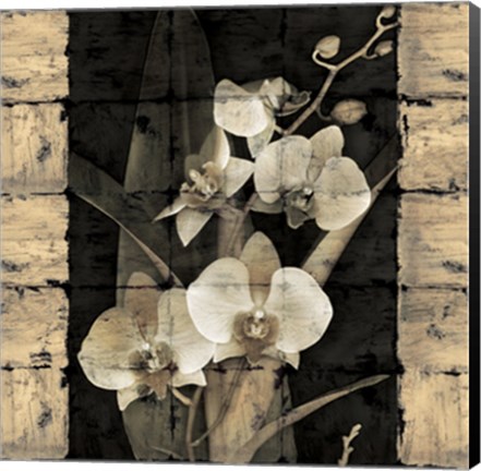 Framed Orchids in Bloom II Print